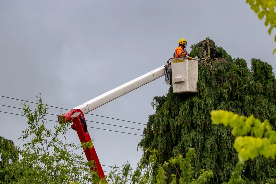 Experienced Tree Maintenance New Port Richey, FL Experienced Tree Maintenance New Port Richey, FL