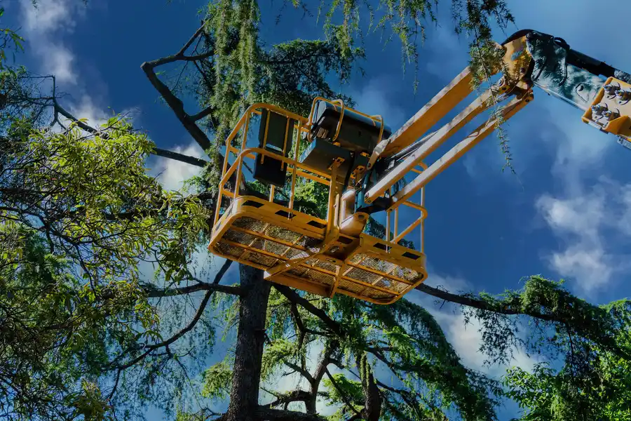 Superior Tree Maintenance New Port Richey, FL Superior Tree Maintenance New Port Richey, FL