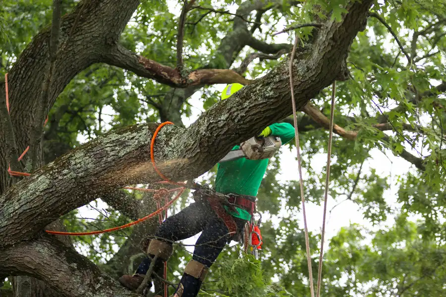 Top-rated Tree Maintenance New Port Richey, FL Top-rated Tree Maintenance New Port Richey, FL